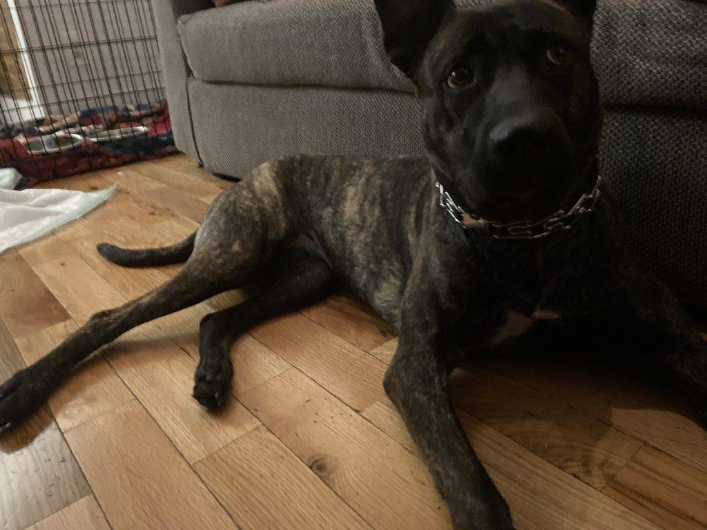 Gypsy is a beautiful brindle dutch shepherd dog looking for a good home anywhere within a reasonable distance of brooklyn new york