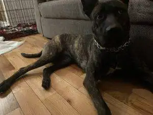 Gypsy is a beautiful Brindle Dutch shepherd dog looking for a good home anywhere within a reasonable distance of Brooklyn New York