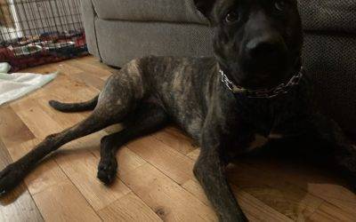 Brooklyn, NY – Beautiful Dutch Shepherd Dog For Adoption – Supplies Included – Adopt Gypsy