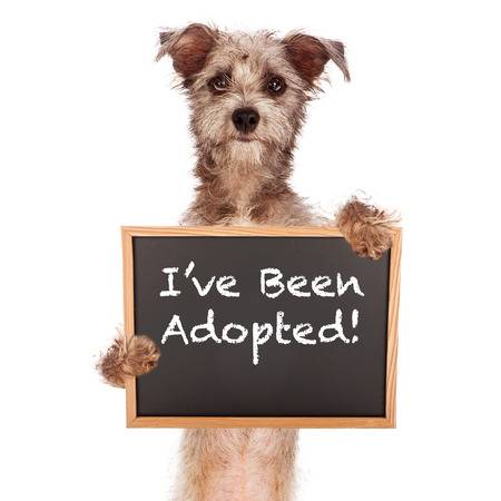Dusty – Amazing Labrador Retriever Mix For Adoption in Tempe AZ – Supplies Included