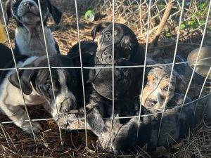 Miniature dachshund australian shepherd mix puppies for adoption in kennesaw georgia