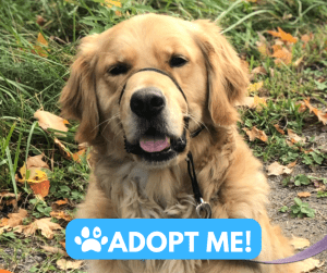 Purebred golden retriever for private adoption by verified owner in selwyn, close to peterborough, ontario