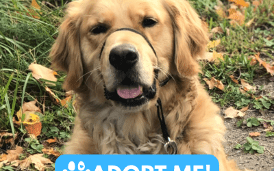 Purebred golden retriever for adoption in peterborough (selwyn) on – adopt oakley