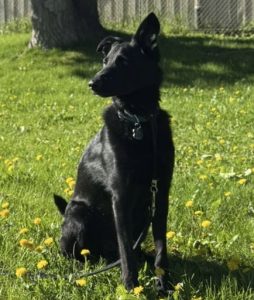 german shepherd dog for adoption in calgary
