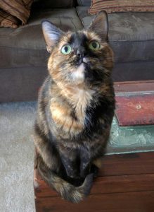 Gorgeous tortoiseshell cat for adoption in washington dc gaithersburg md