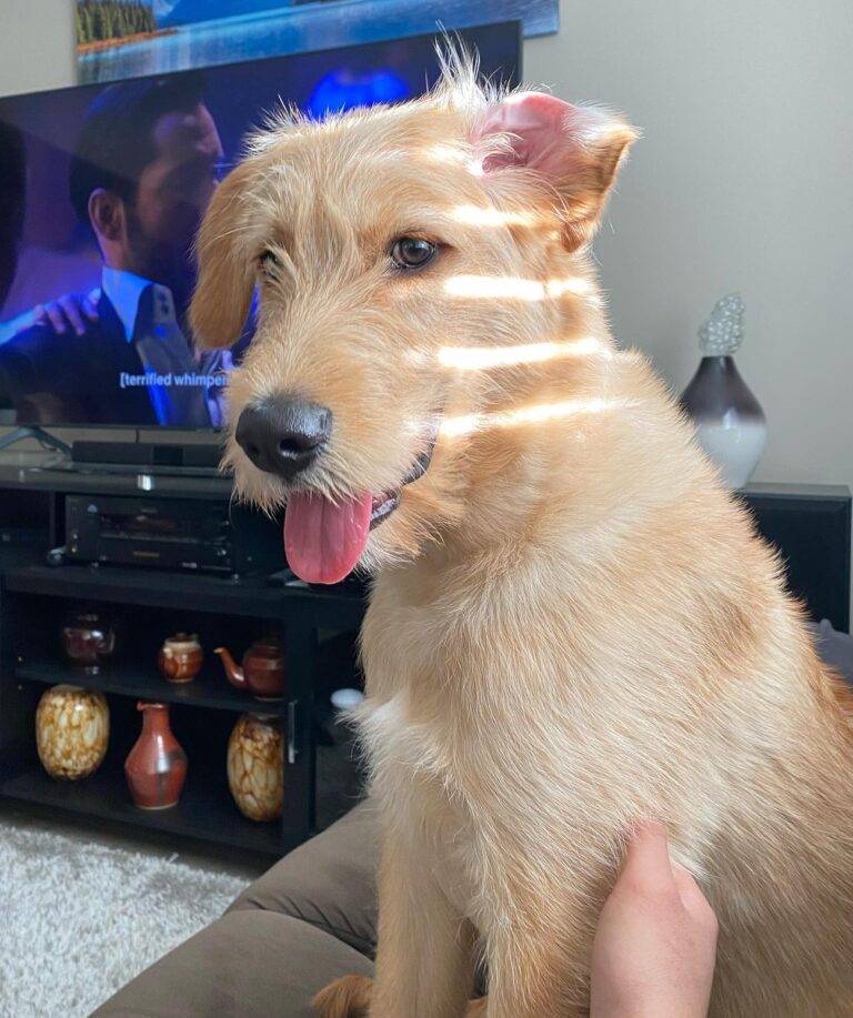 Goldendoodle alaskan malamute mix puppy for adoption in edmonton ab – supplies included – adopt thor