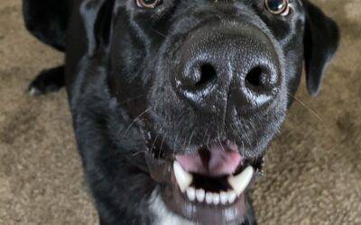 Black Labrador Retreiver Australian Shepherd Mix Dog For Adoption in Everett WA – Supplies Included – Adopt Vader