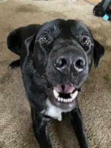 Black Labrador Retreiver Australian Shepherd Mix Dog For Adoption in Everett WA – Supplies Included – Adopt Vader