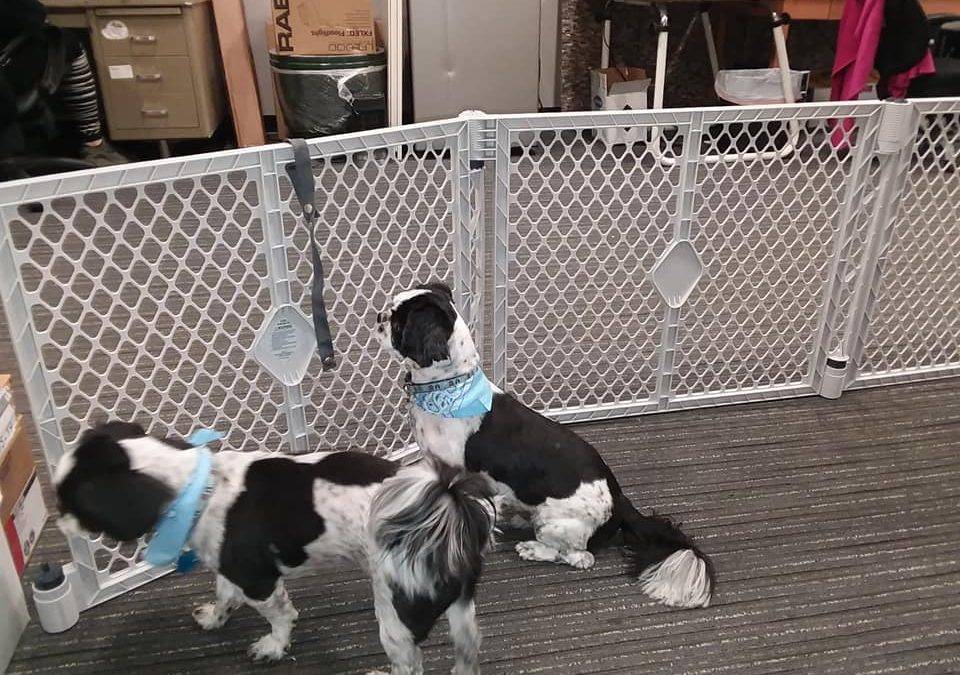 Senior shih tzu dogs for adoption near philadelphia in brookhaven pa – meet copeland and poppy