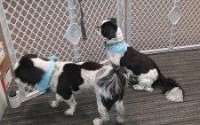 Pair Of Bonded Black And White Shih Tzu Dogs For Adoption Near Philadelphia PA