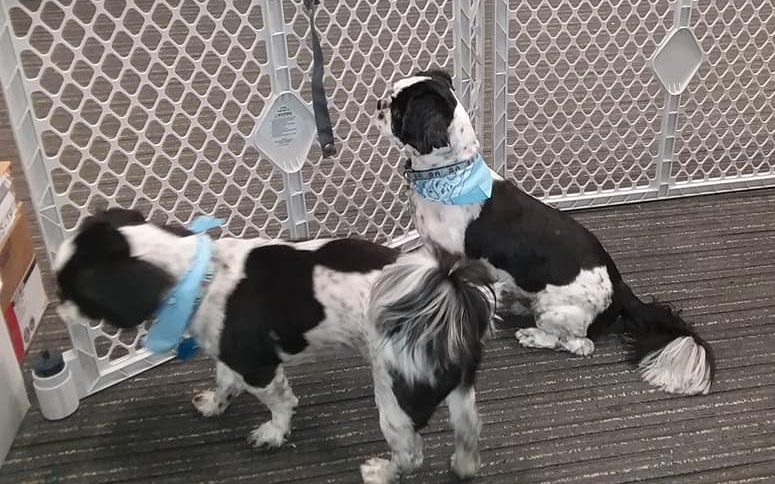 Pair of bonded black and white Shih Tzu dogs for adoption near Philadelphia PA