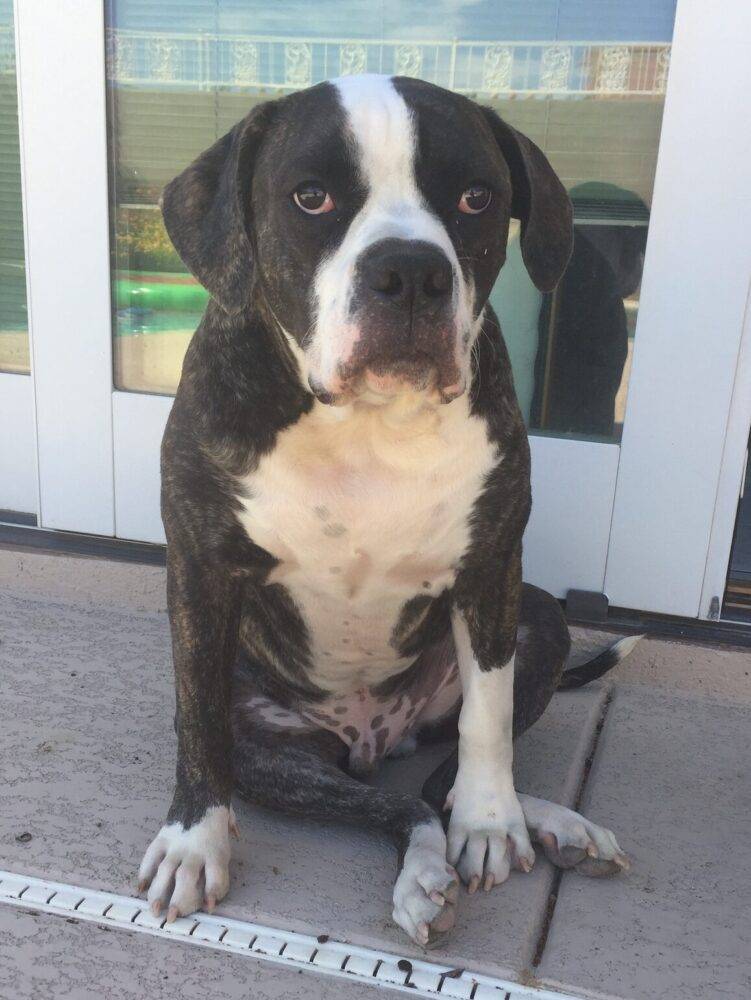 Clyde is an american bulldog for adoption in las vegas nv