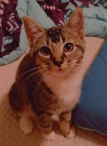 Adorable brown tabby kitten for adoption in beaverton oregon – supplies included – adopt indian