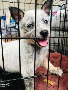 Blue heeler (australian cattle dog) for adoption in thunder bay on – supplies included – adopt oreo