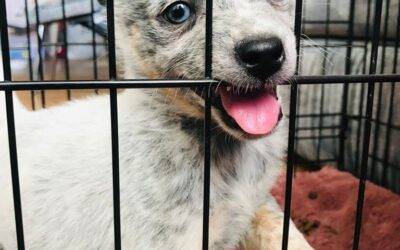 Blue heeler (australian cattle dog) for adoption in thunder bay on – supplies included – adopt oreo