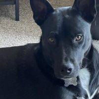 Black Labrador Retriever German Shepherd Mix Dog For Adoption Killeen TX