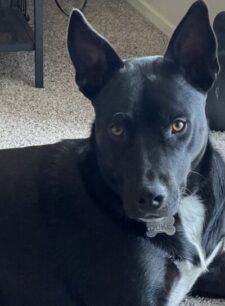 Black Labrador Retriever German Shepherd Mix Dog For Adoption Killeen TX