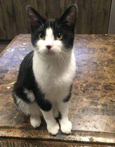Tuxedo kitten adopted in calgary ab
