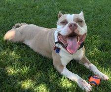Stunning American Staffordshire Terrier For Adoption In Escondido CA – Supplies Included – Adopt Zeus