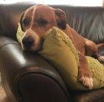 Cyrus Lab Rottweiler Mix Dog For Adoption Calgary