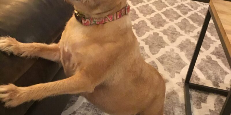 Zella Border Terrier Mix Dog For Adoption In Roswell GA