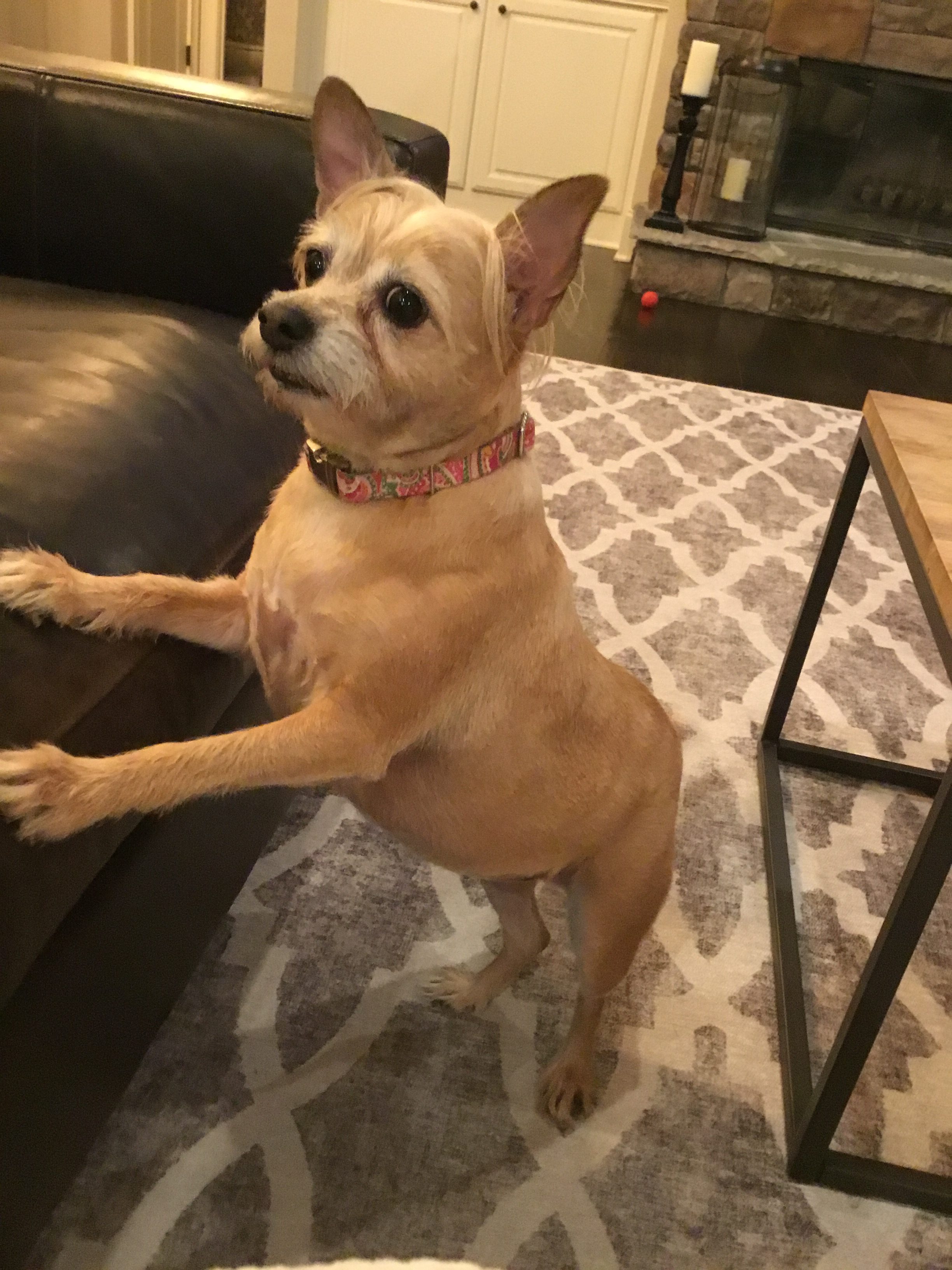 Zella Border Terrier Mix Dog For Adoption In Roswell GA