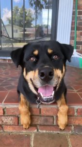 Rottsky (rottweiler siberian husky mix) for adoption in chattanooga tn – supplies included – adopt jake