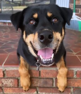 Photo Jake a rottsky (rottweiler siberian husky mix) dog for adoption in chattanooga tennessee.