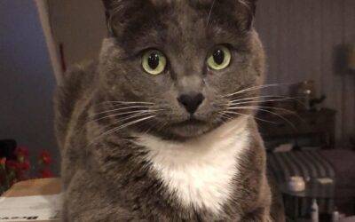 Exquisite Russian Blue Mix Cat For Adoption in San Diego – Adopt Chloe