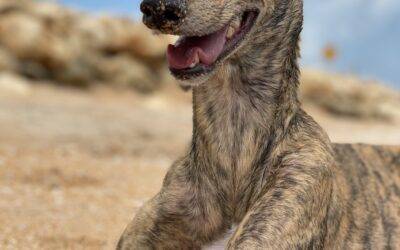 Brindle greyhound dog for adoption in jacksonville florida