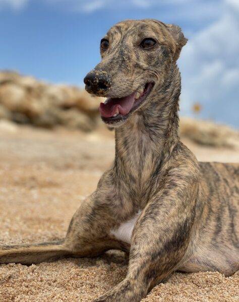 Brindle Greyhound Dog For Adoption in Jacksonville Florida
