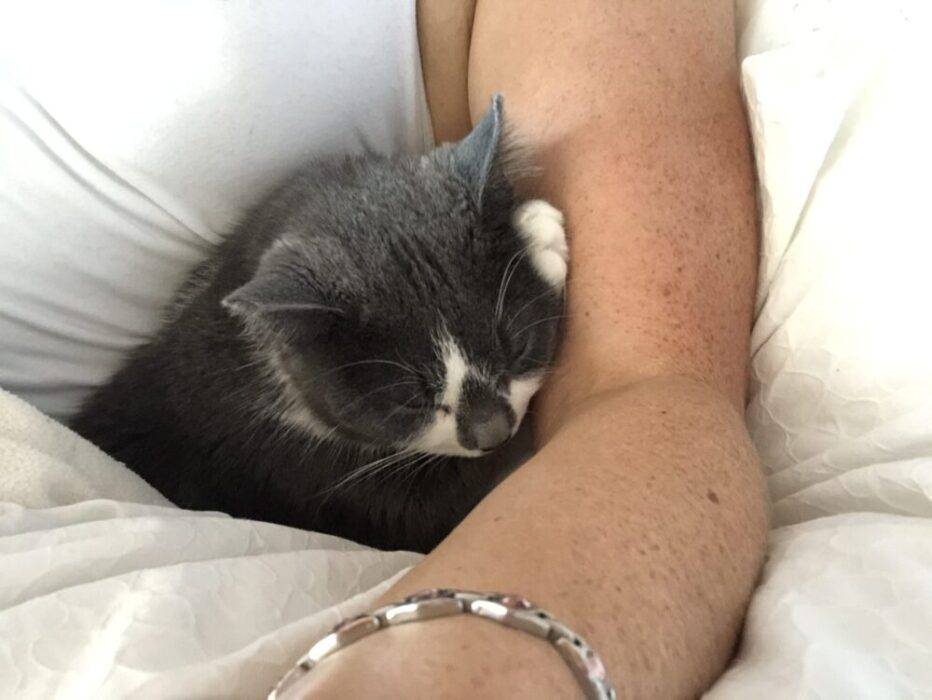 Sweet  Grey and White Kitten For Adoption in Calgary Alberta – Adopt Domino