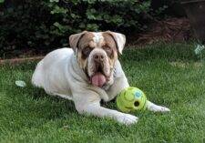 Thor - Olde English Bulldogge for Adoption in Calgary AB