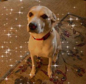 Yellow labrador retriever aussie beagle mix for adoption in alpine (san diego) ca – supplies included – adopt yiska