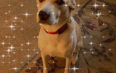 Yellow Labrador Retriever Aussie Beagle Mix For Adoption in Alpine (San Diego) CA – Supplies Included – Adopt Yiska