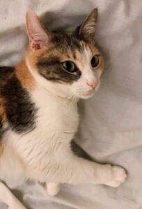 Precious calico cat for adoption in honolulu hawaii – supplies included – adopt lucifer