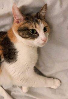 Precious Calico Cat For Adoption In Honolulu Hawaii – Supplies Included – Adopt Lucifer