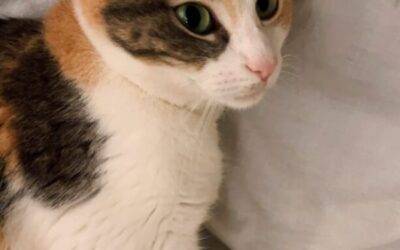 Precious Calico Cat For Adoption in Honolulu Hawaii – Supplies Included – Adopt Lucifer