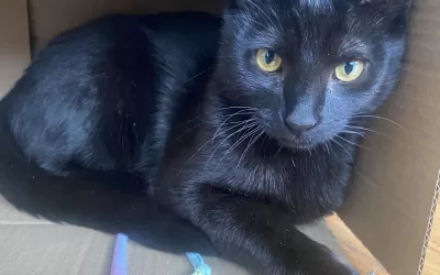 Adorable black kitten for adoption in portland oregon – meet blackberry