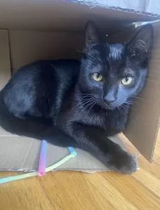 Adorable black kitten for adoption in portland oregon – meet blackberry