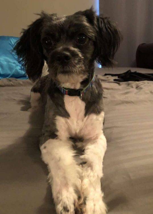 Rehomed – savannah ga – rocky – shih tzu mix dog