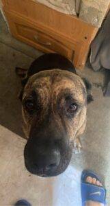German shepit brindle pitbull german shepherd mix for adoption in linden ca - supplies included - adopt ruby