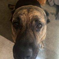 German Shepit (Pitbull German Shepherd Mix) Dog For Adoption In Linden CA – Supplies Included – Adopt Ruby