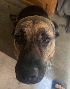 German shepit (pitbull german shepherd mix) dog for adoption in linden ca – supplies included – adopt ruby