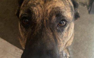 German Shepit (Pitbull German Shepherd Mix) Dog For Adoption in Linden CA – Supplies Included – Adopt Ruby