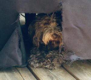 Sophie, an adorable miniature labradoodle dog for adoption in calgary, alberta, is taking refuge under a canopy.