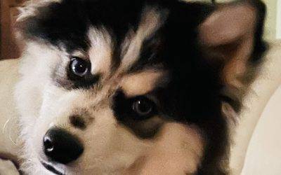 Gorgeous Pomsky Puppy For Adoption in Palm Beach Gardens, Florida – Supplies Included – Adopt Dezzi