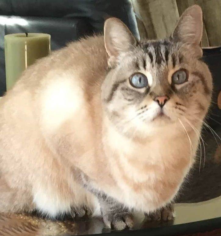 Lynx Point Siamese Cat For Adoption in San Diego CA