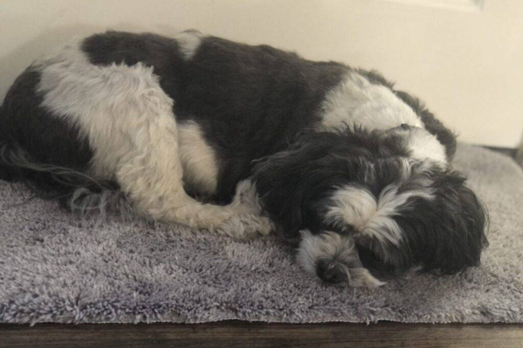 Lhasa apso for adoption near philadelphia – supplies included – adopt buddy