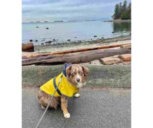 dog for adoption in Vancouver